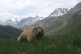 Marmottes