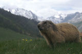 Marmottes