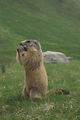 Marmottes