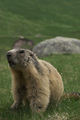 Marmottes