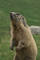 Marmottes
