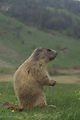 Marmottes