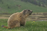 Marmottes