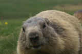 Marmottes
