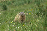 Marmottes