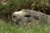 Marmottes