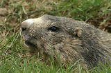 Marmottes