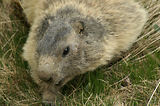 Marmottes