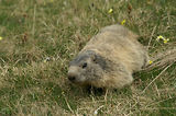 Marmottes
