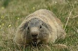 Marmottes