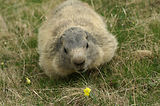 Marmottes