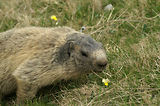Marmottes