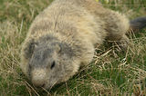 Marmottes