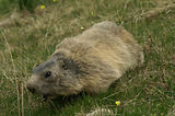 Marmottes