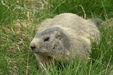 Marmottes