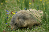 Marmottes
