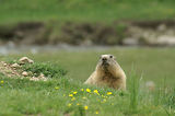 Marmottes