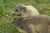 Marmottes