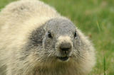 Marmottes