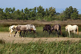 Escale en Camargue