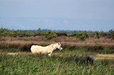 Escale en Camargue