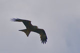 Escale en Camargue