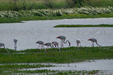 Escale en Camargue