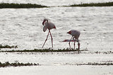 Escale en Camargue