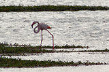 Escale en Camargue