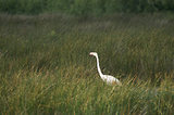 Escale en Camargue