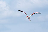 Escale en Camargue