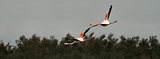 Escale en Camargue