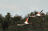 Escale en Camargue