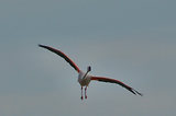 Escale en Camargue