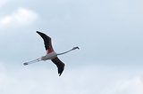 Escale en Camargue