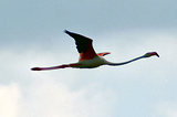 Escale en Camargue