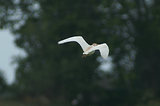 Escale en Camargue