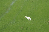Escale en Camargue