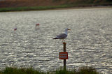 Escale en Camargue