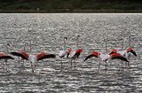 Escale en Camargue