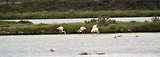 Escale en Camargue
