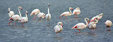Escale en Camargue