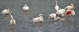 Escale en Camargue