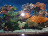 Aquarium de Monaco