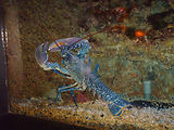 Aquarium de Monaco