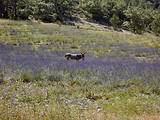 4x4 en Haute-Provence