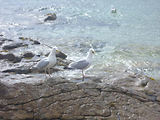 Glnan