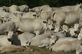 Meja