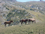 Meja