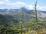 Bivouac